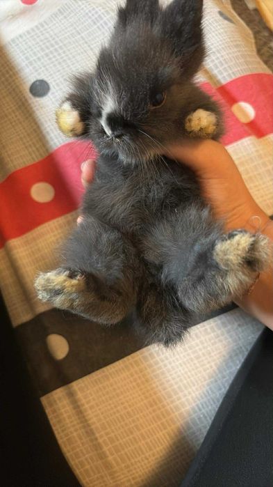 Декоративни зайчета