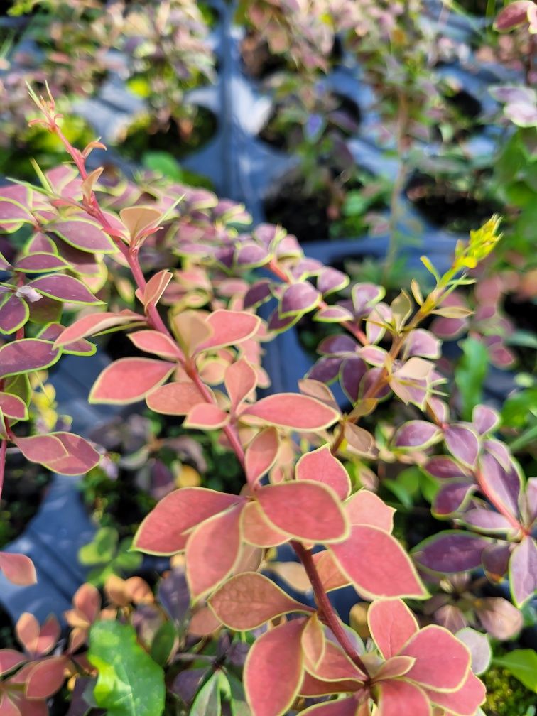 Berberis Coronita (Dracilă)