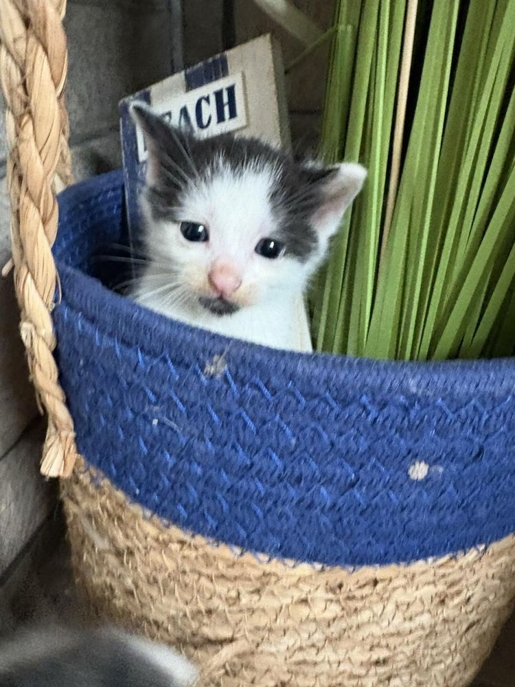 Подарявам 4 котенца