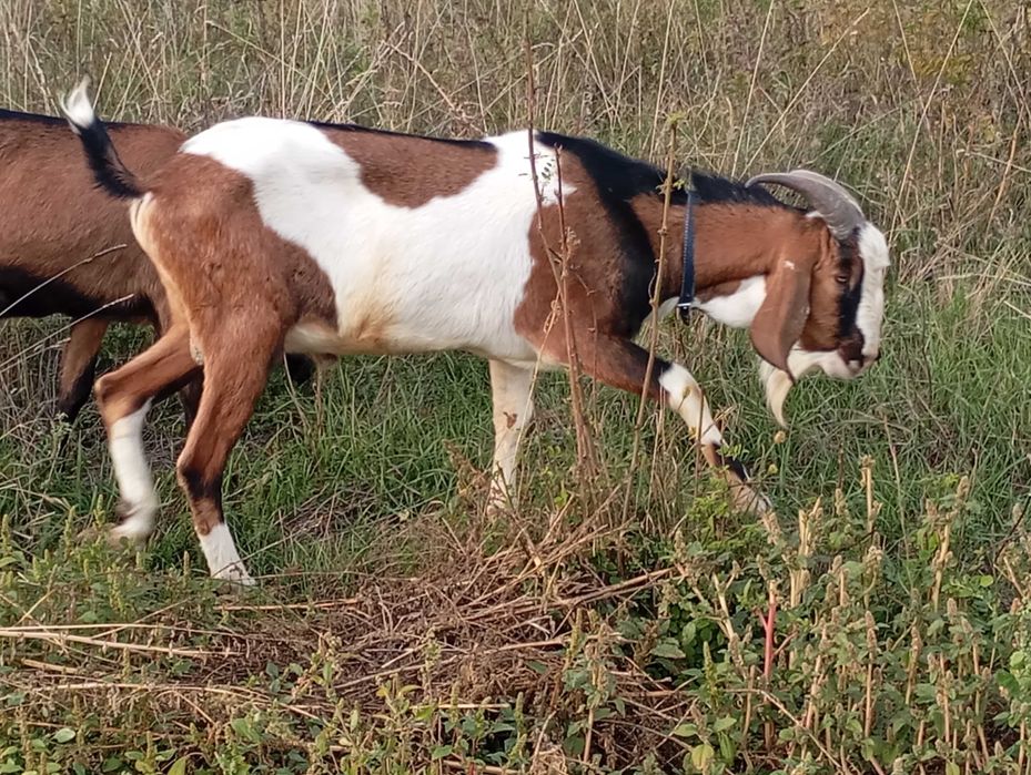 Vând țap anglonubian