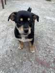 Catei de adoptat