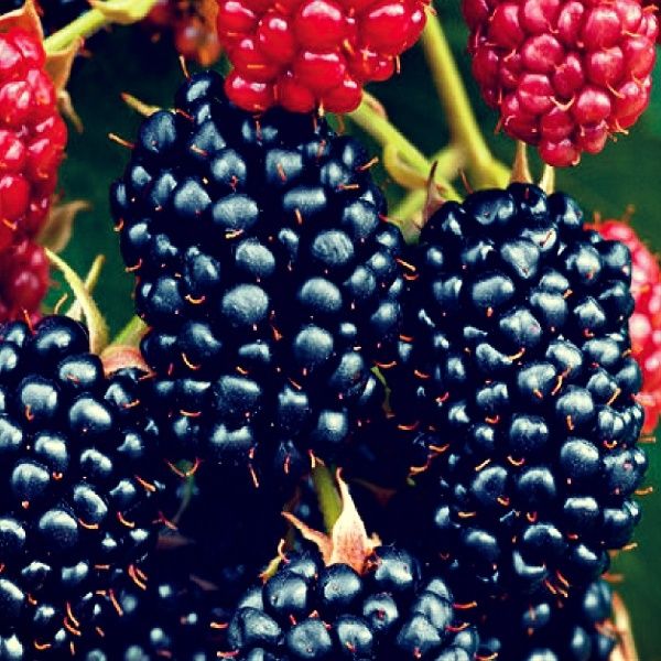 Arbusti fructiferi  Mur de cultura fără spini  ( 7 soiuri)