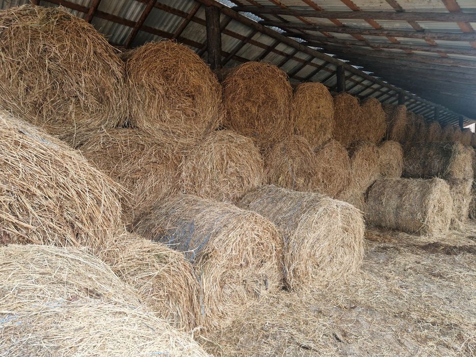 Baloti lucerna rotunzi