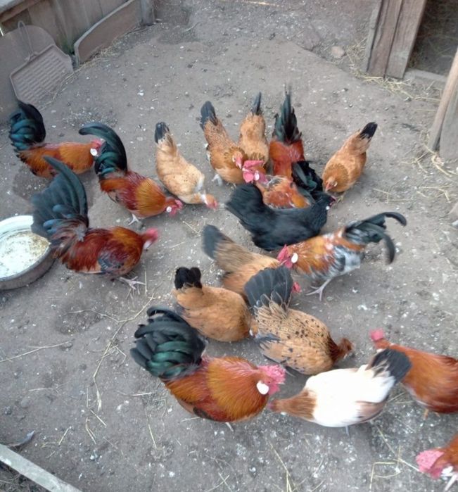 Cocoșel și găinușe pitic