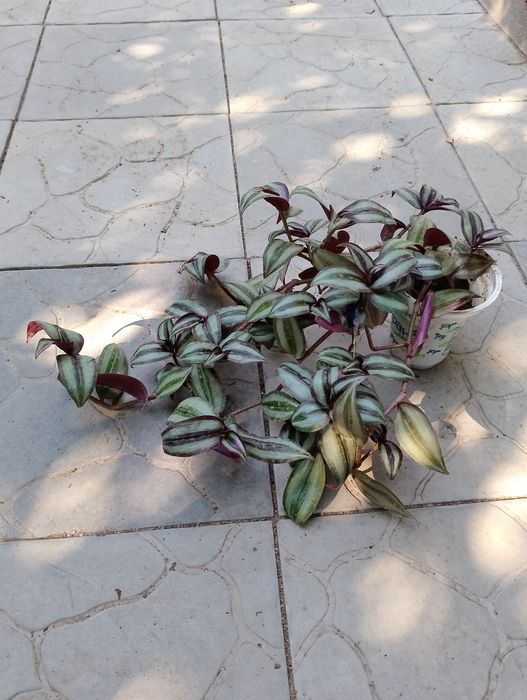 Традесканция зебрина