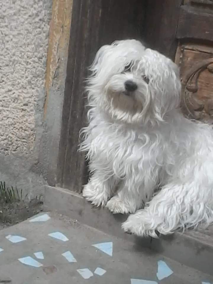 Donez o pereche de Bichon matlez femelă albă de un an