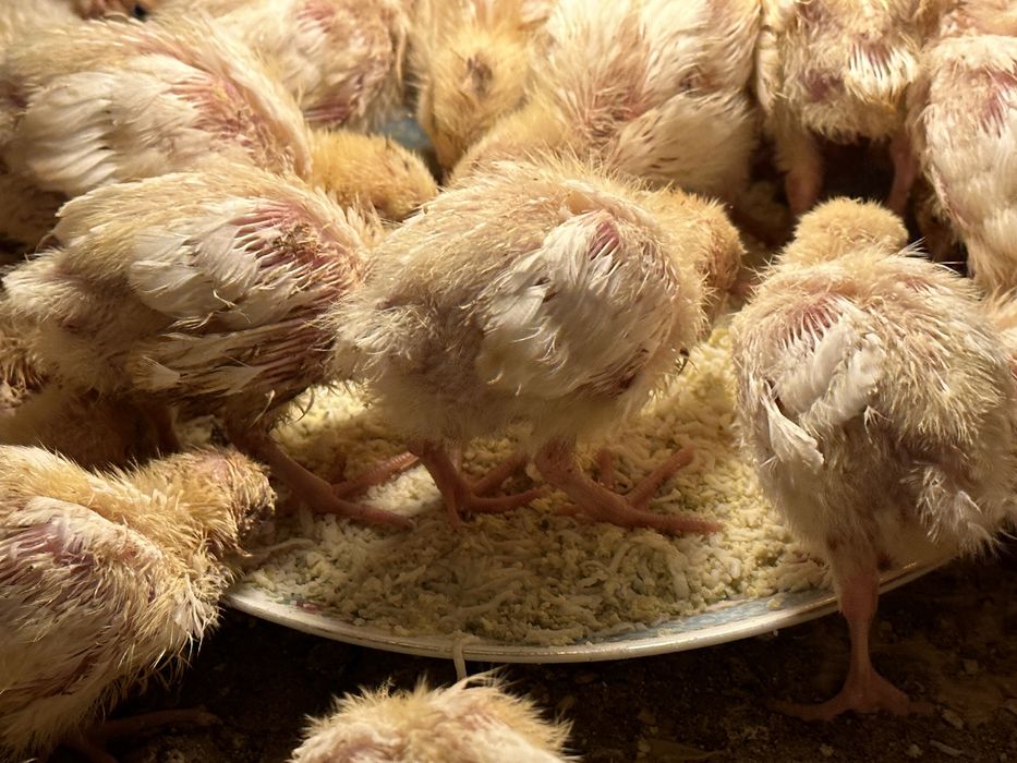 Prepelite Polar Gigant - 600 grame pui tineret si outoare