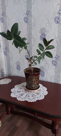 Продам комнатное растение фикус