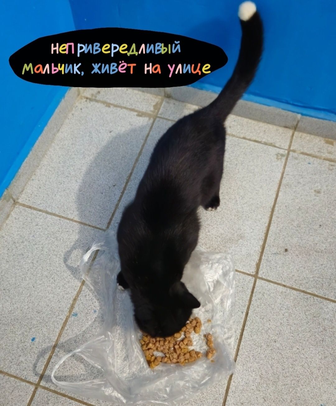 СПАСИТЕ ЖИЗНЬ бездомному котику!