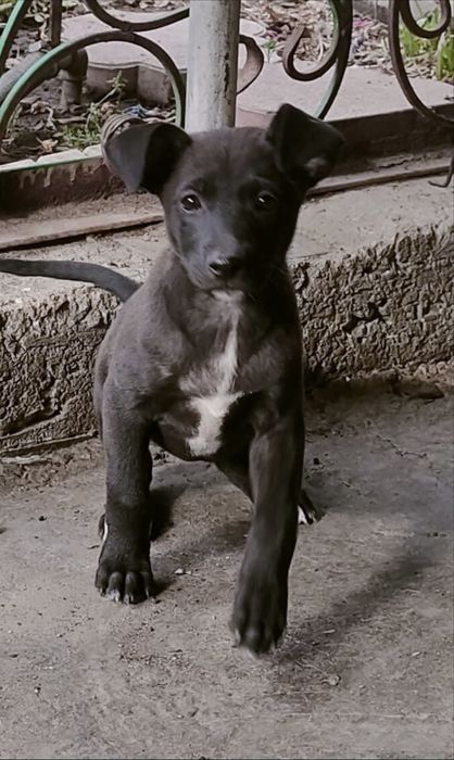 Срочно отдам щенят