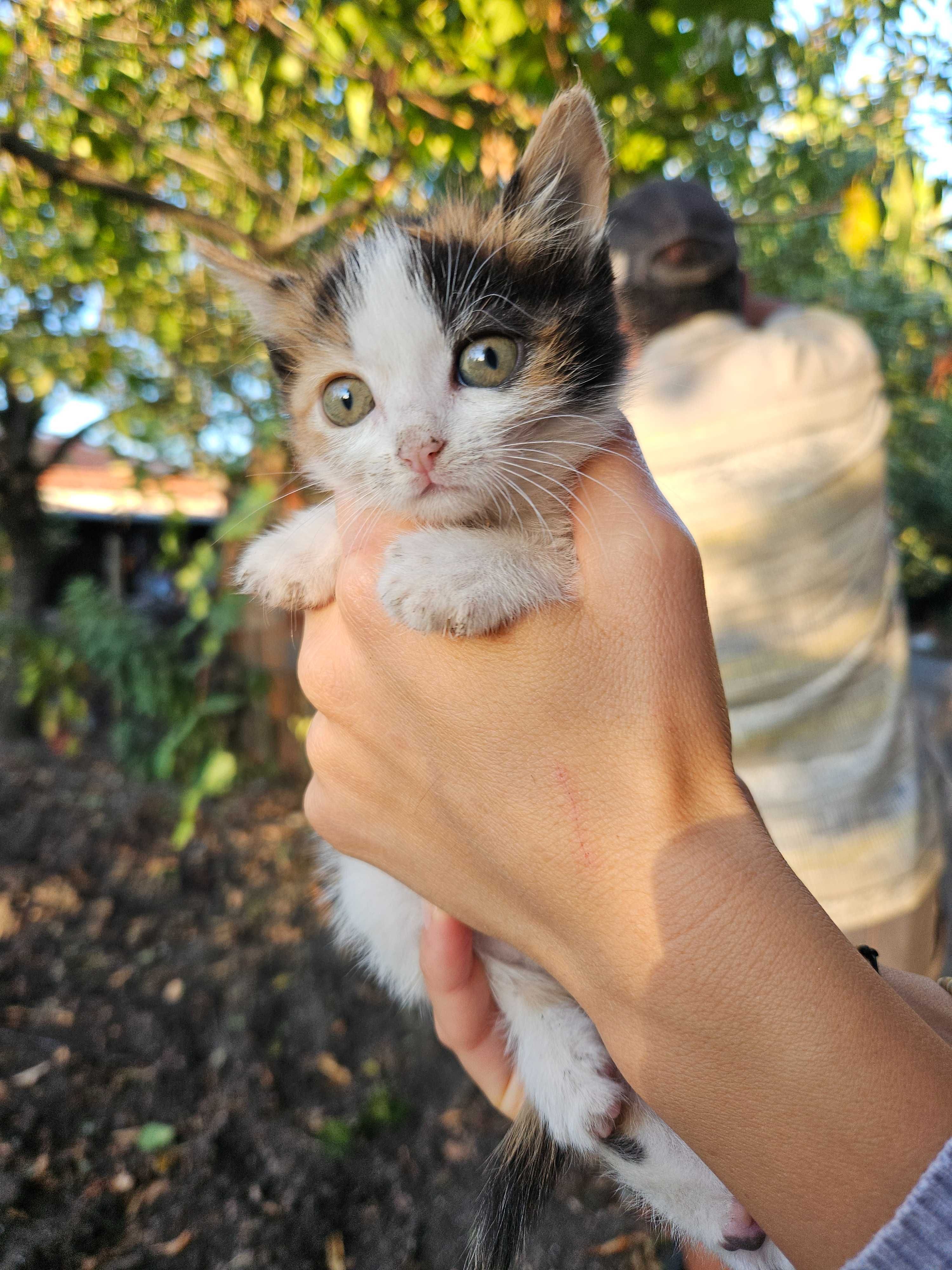 Подарявам котенца