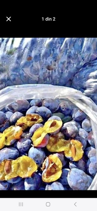 Prune timpuri de luna octombrie disponibil pentru orice client!