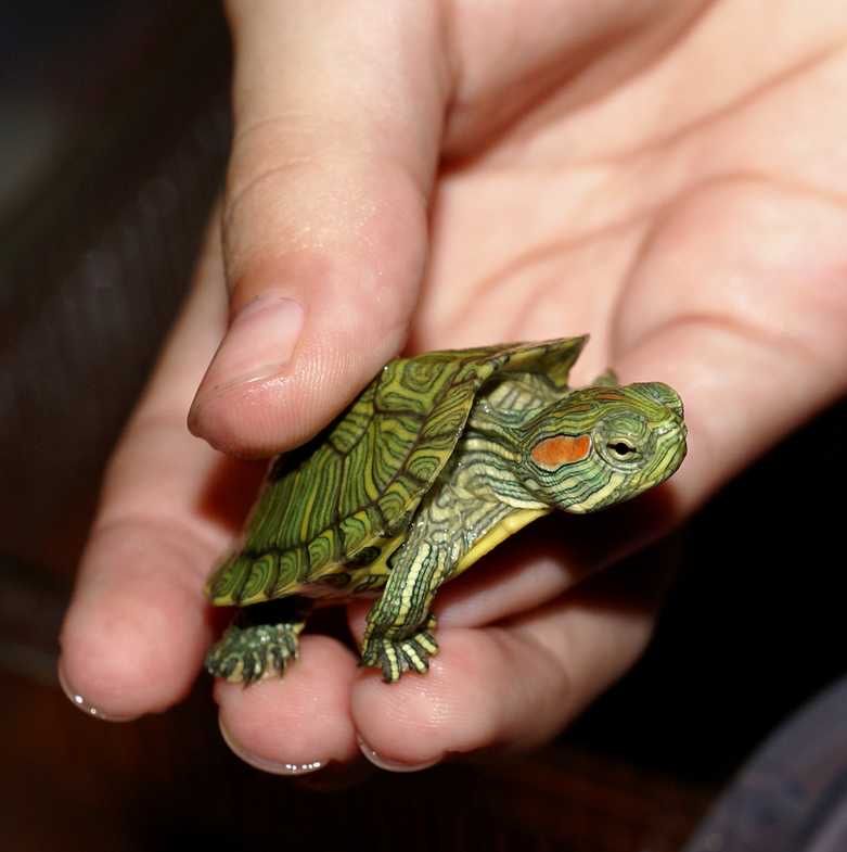 Черепахи красноухие малыши, в Зоомагазине «Живая Природа»