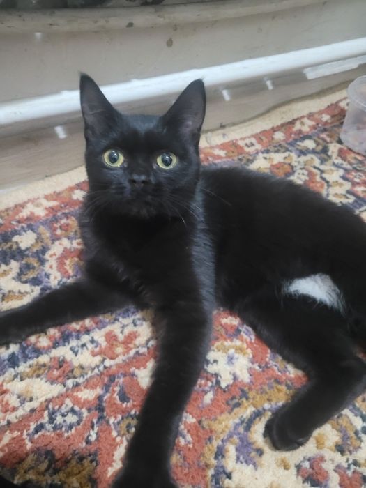 Котёноку срочно нужен дом