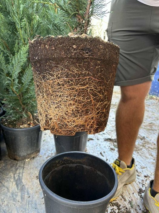 Leylandi chiparos altoit ideal pentru gard viu înălțime 80-230cm