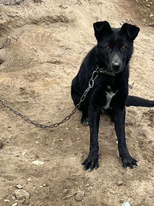 Отдам в хорошие руки собаку  6 месяц самка, с переездом в другой город