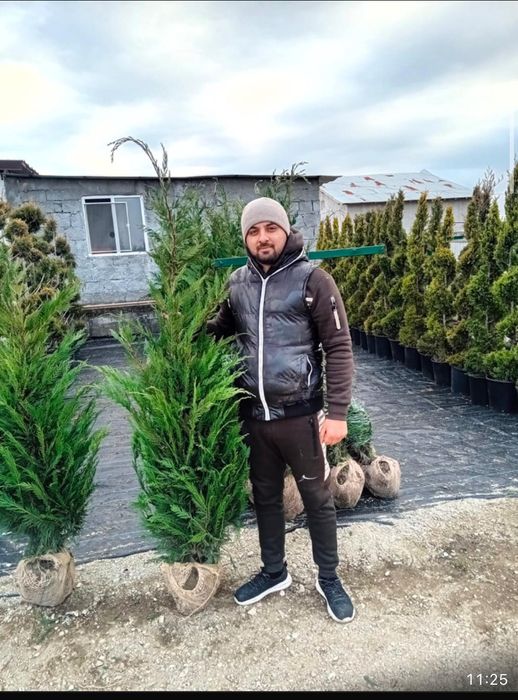 Plante ornamentale direct din pepeniera