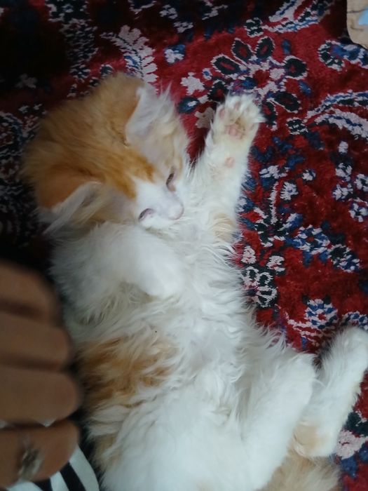 Mushuk bolasi 3 oylik