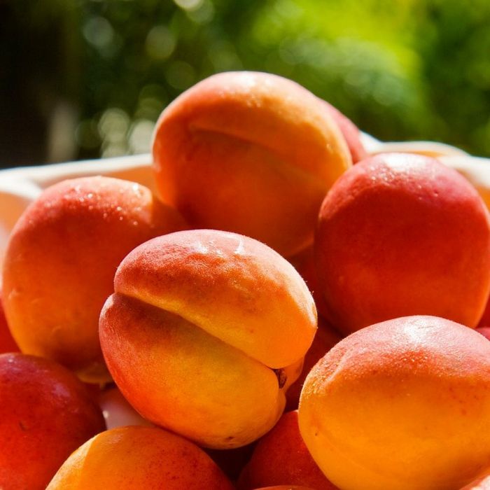 Pomi Fructiferi stravechi din glia stamoseasca soiuri de Cais