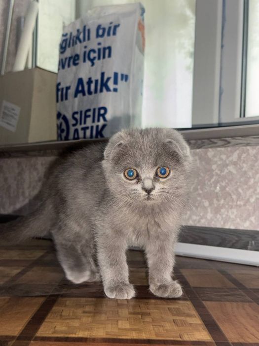 Продаются котята скоттиш страйт и фолд