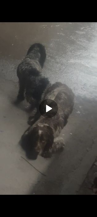 Вязка,случка спаниель