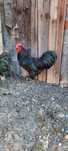 Vand cocosi Australorp