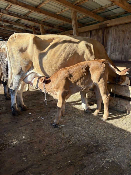 Vand vaca baltata cu vitea
