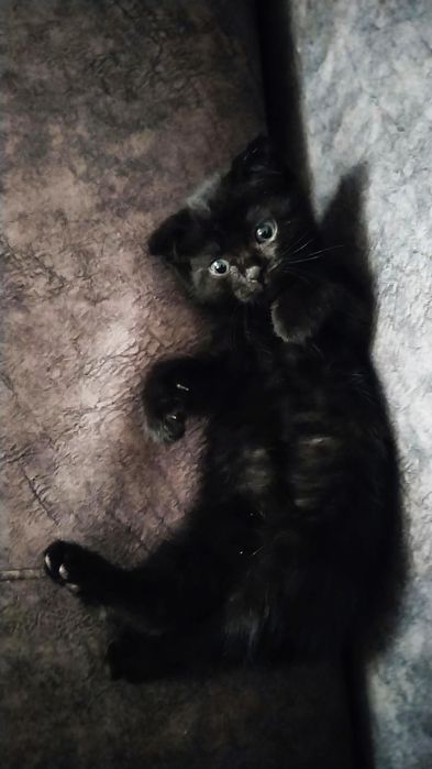 Вислоухая шотландка