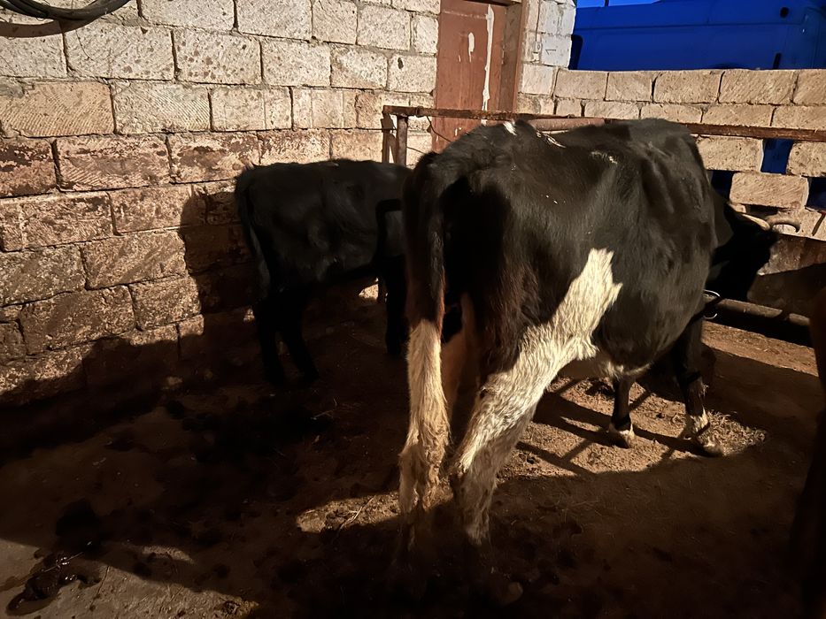 Буаз сиыр баспағымен бірге сатылады.