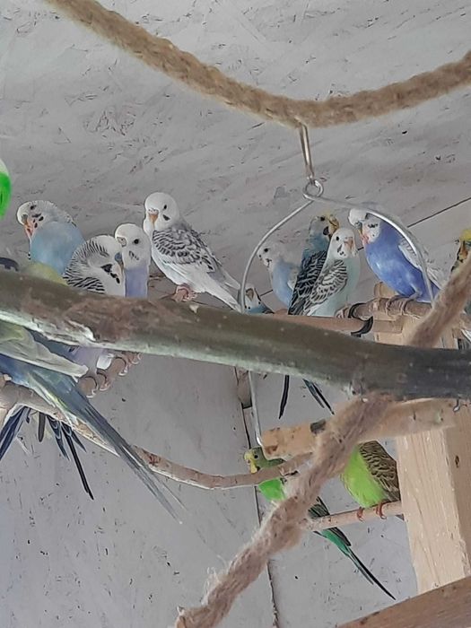 Papagali perusi din mini-voliera