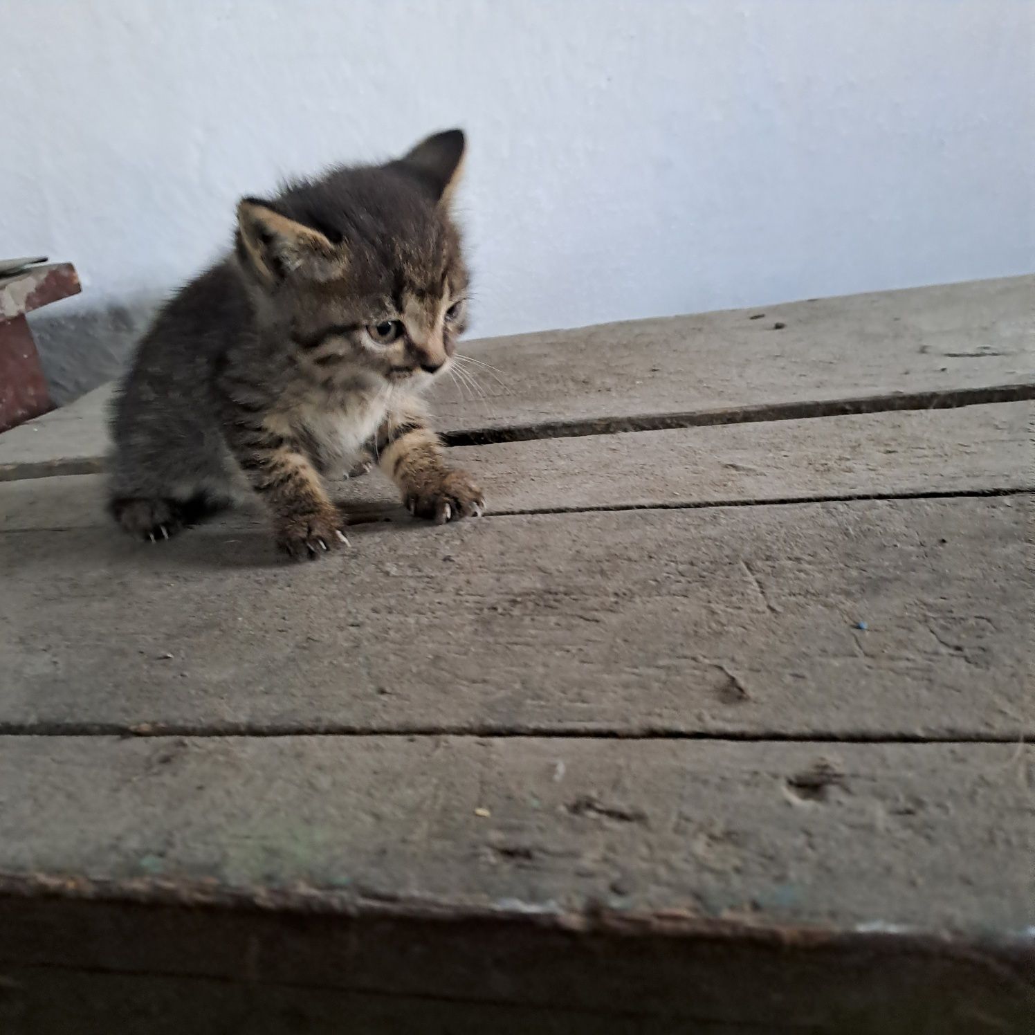 Котята даром в добрые руки