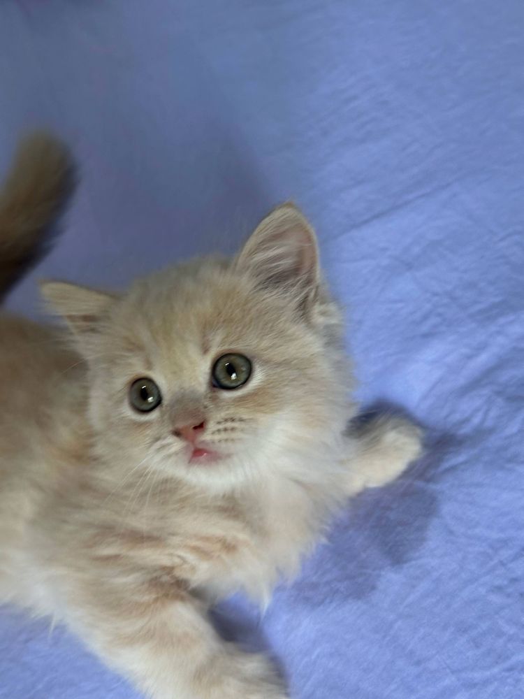 Продаются котята британские скоттиш страйт