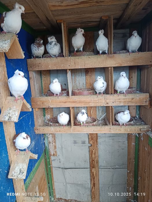 Jucători de Amara vând sau schimb