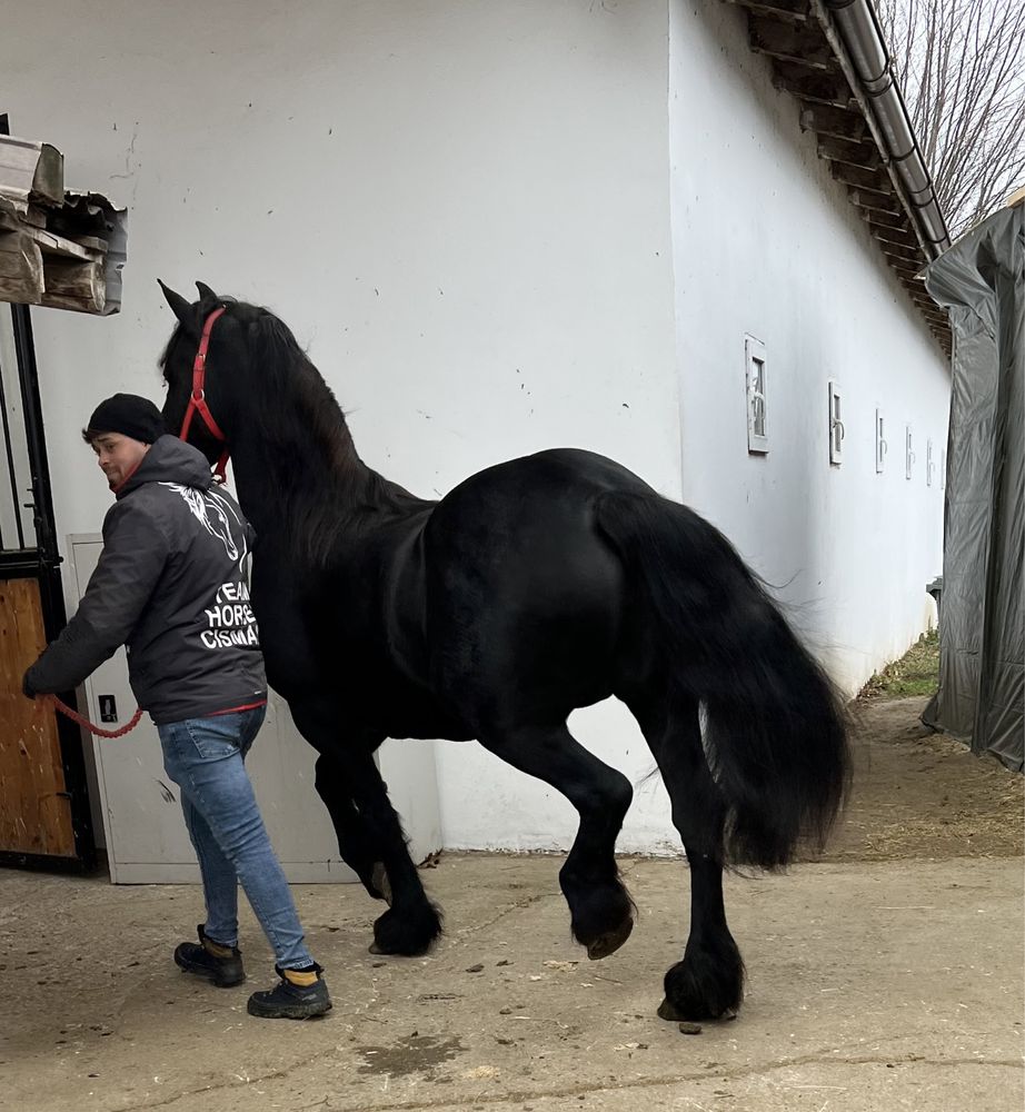 Iapa Friesian Frizian Barock