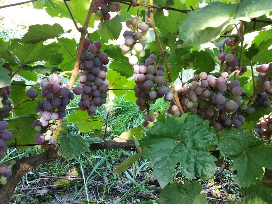 Продава грозде - Памид и Сира - Карабунар-Виноградец