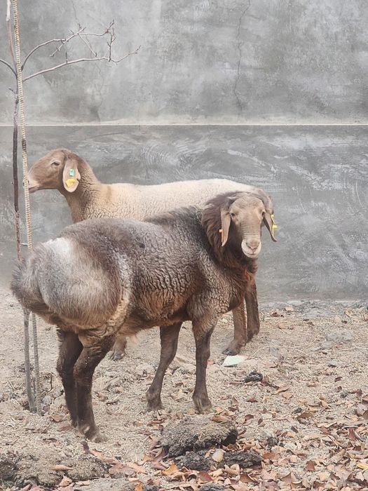 Qochqor sotiladi 2tish