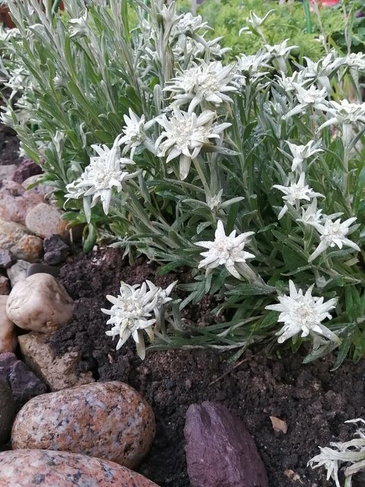 Эдельвейс альпийский