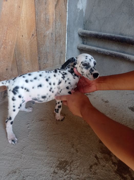 Chiroyli Dalmatin kuchuk bolasi sotiladi