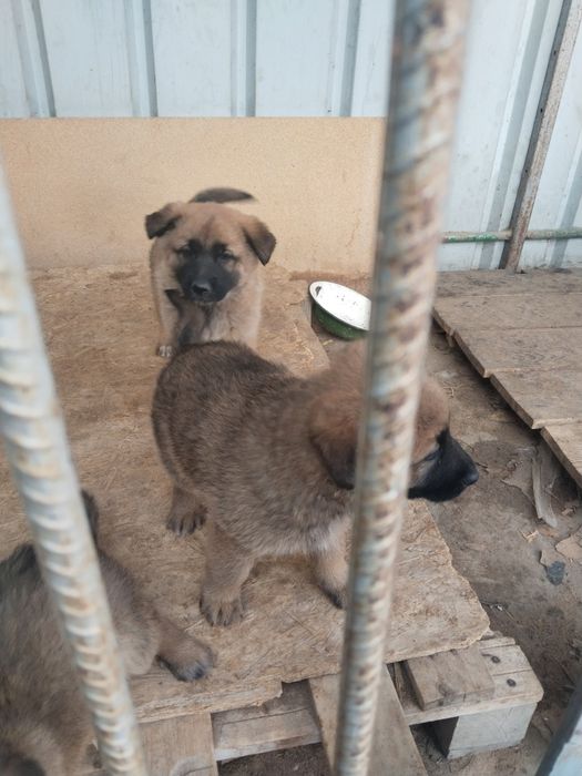 Отдам щенков,папа чистый немецматт обычная.