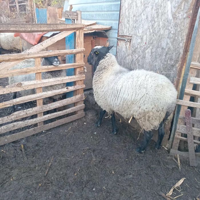 Vind berbec bun de reproductie