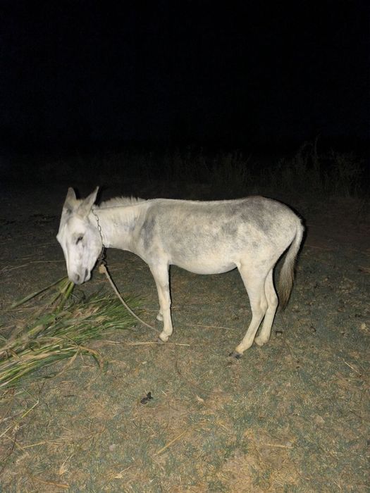 Eshak, осел, donkey