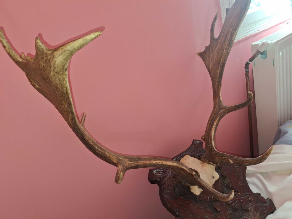 Coarne de cerb lepadate