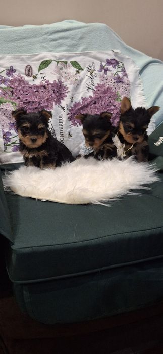 Йоркширски териер.Йорки