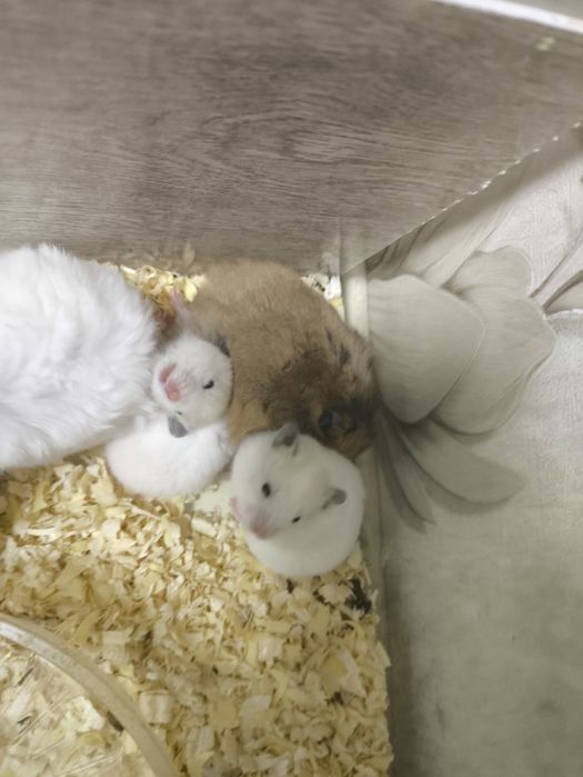 Хомяки 1 и 11 месячные чистые и здоровь от 25000 до 40000е