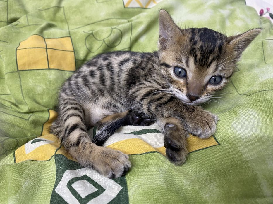 Продам котенка бенгальского
