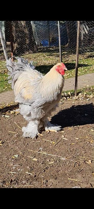 Cocosi brahma izabel