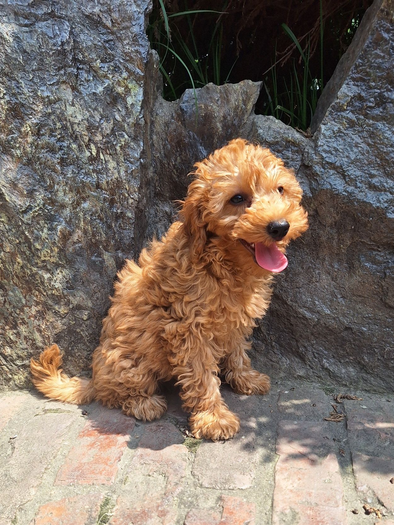 Pudel/caniche pitic