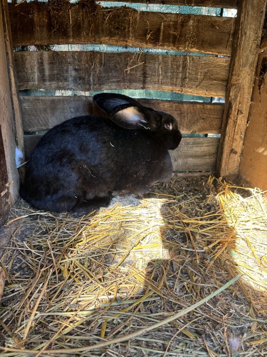 Pereche fluture german