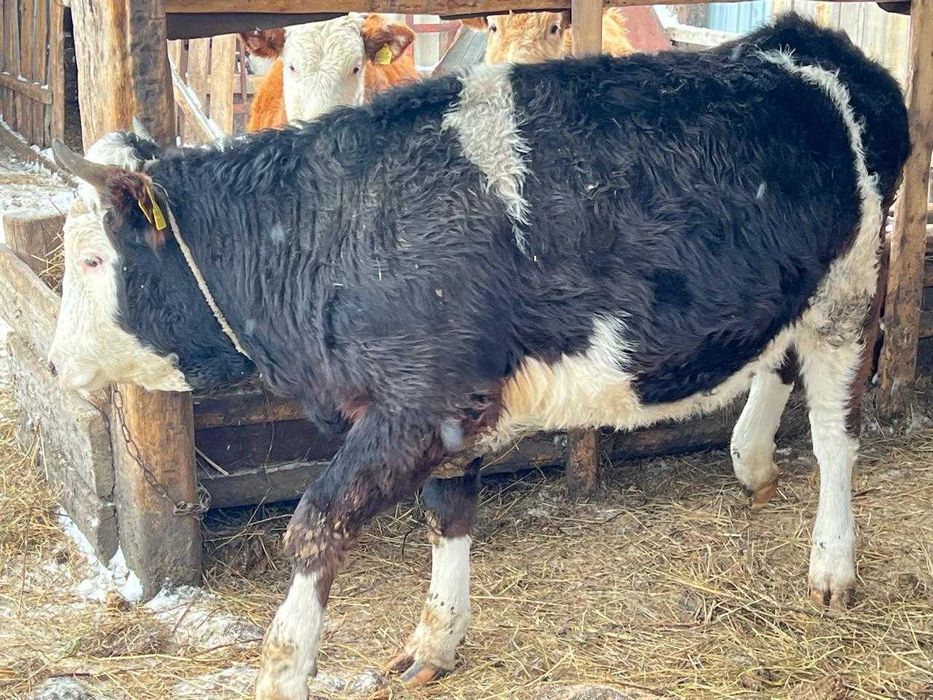 Продам тёлку, 1.5 года