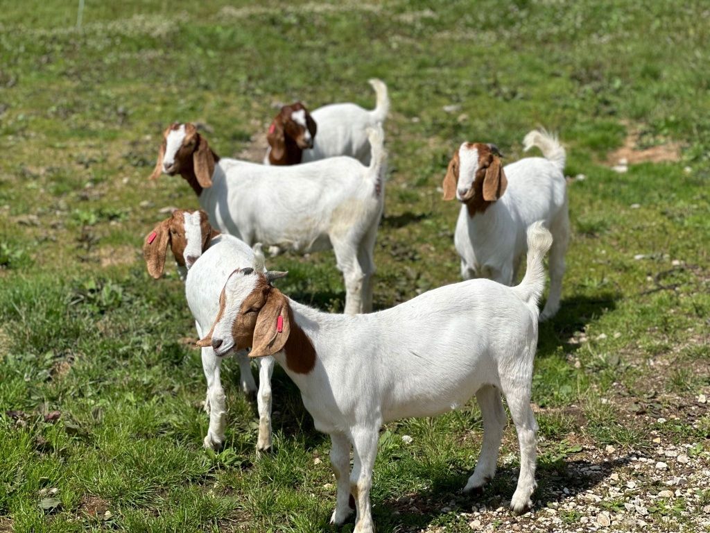 Capre iezi iedute  țap rasă Boer